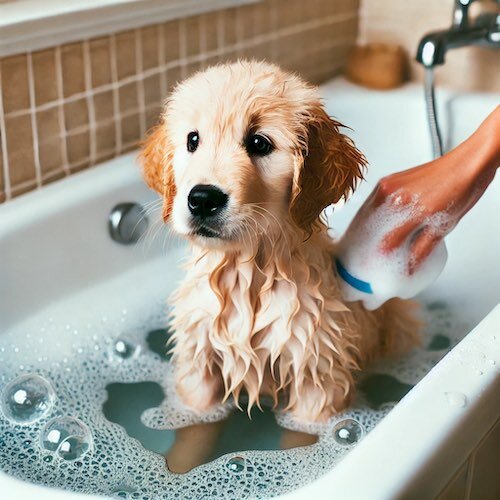 golden retriever puppy